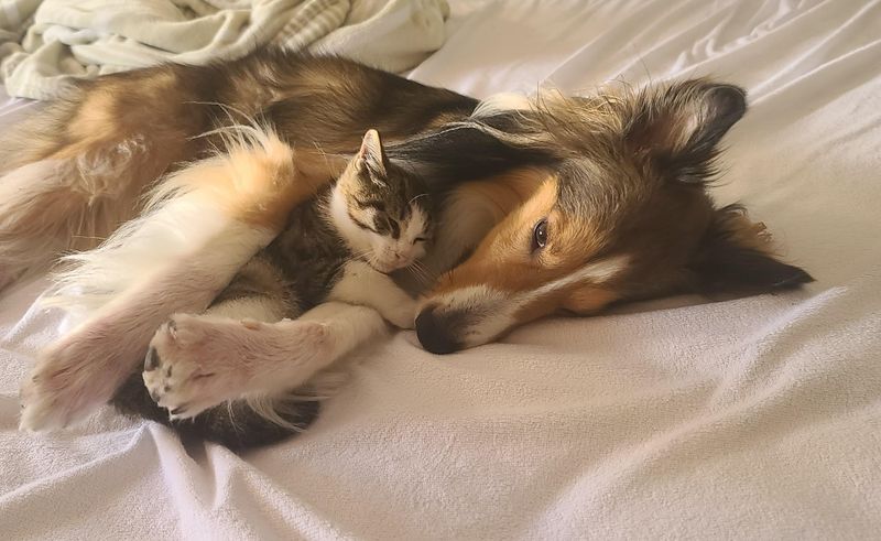 Sheltie (Shetland Sheepdog)