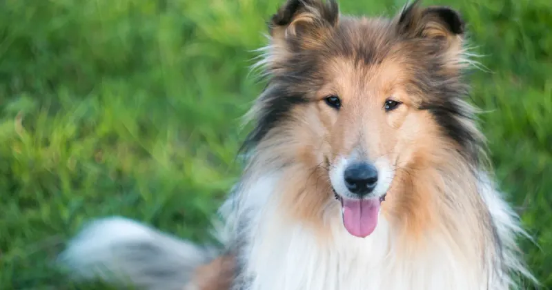 Collie