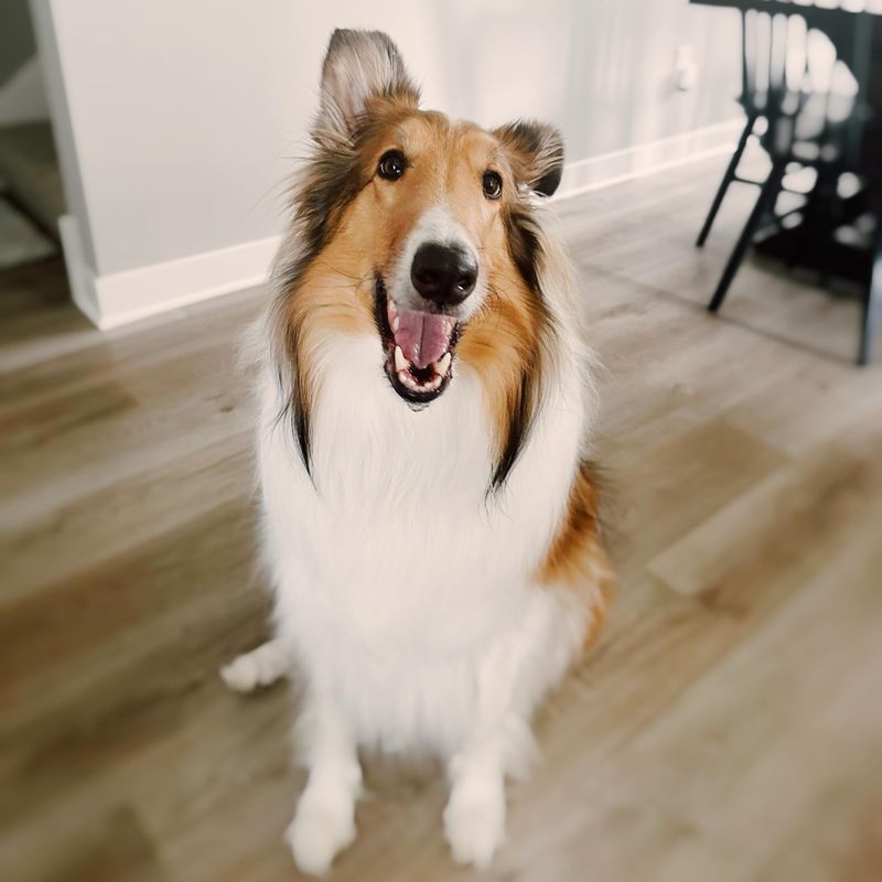 Collie