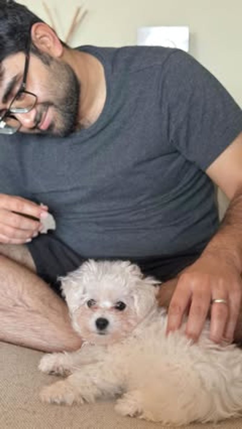 Bichon Frise
