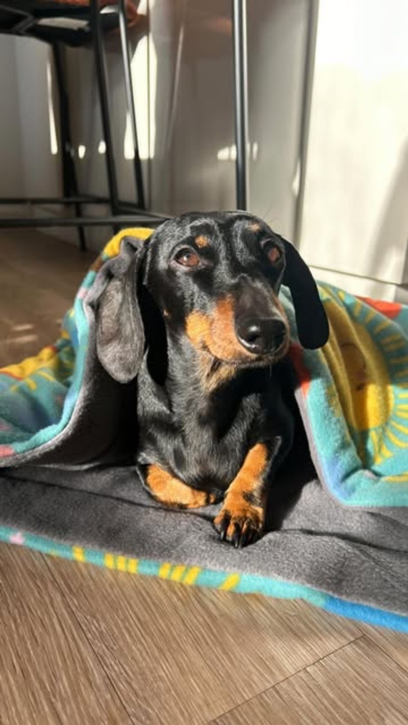 Dachshund