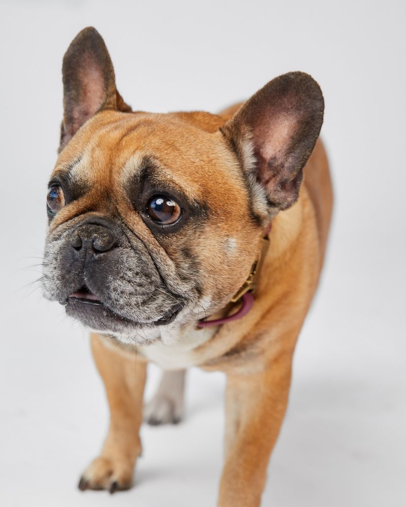 French Bulldog