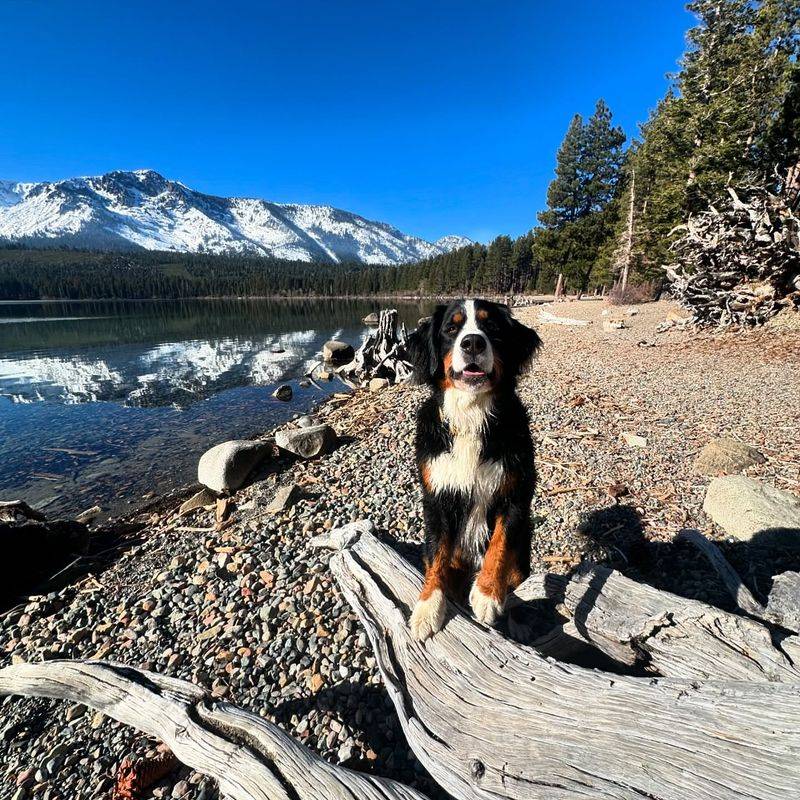 Bernese Mountain Dog