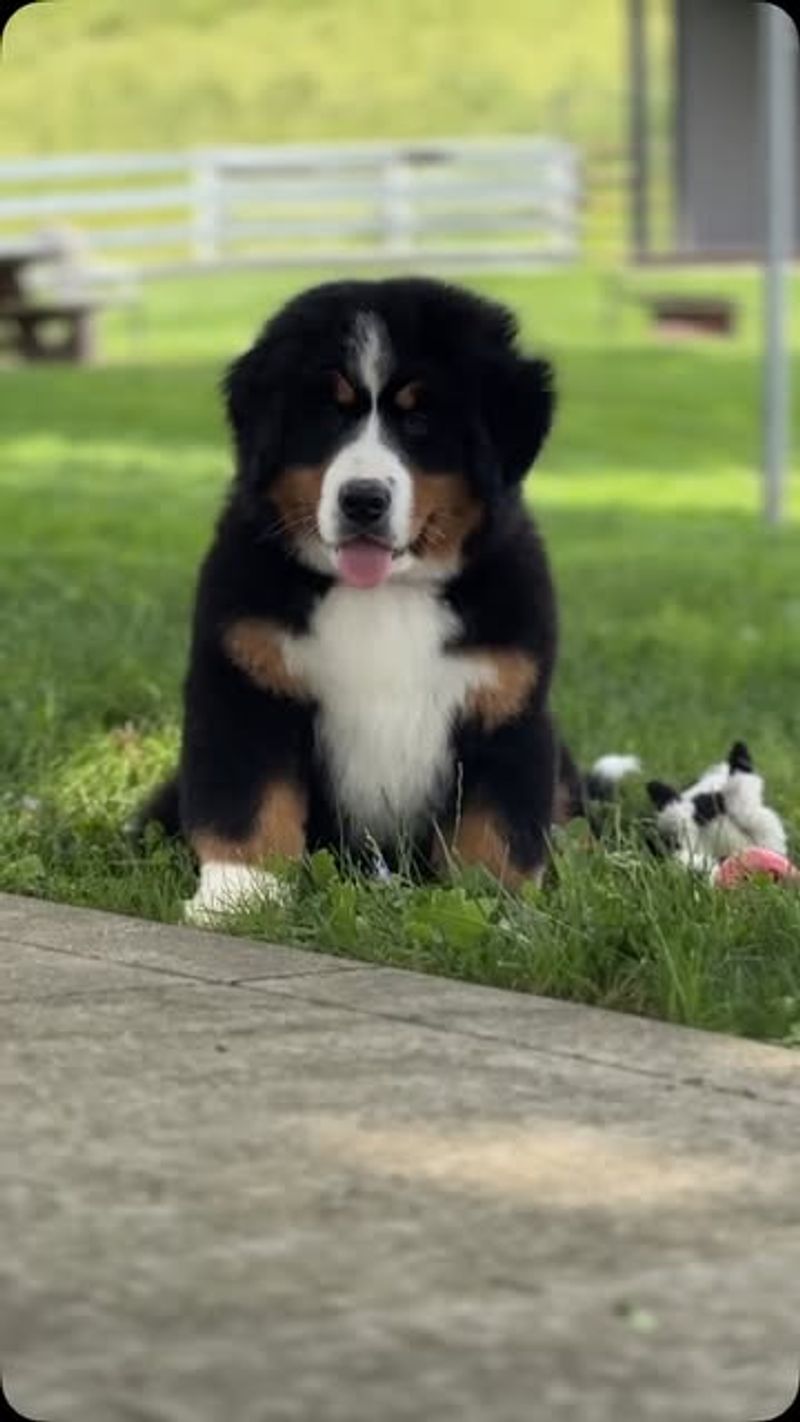 Bernese Mountain Dog