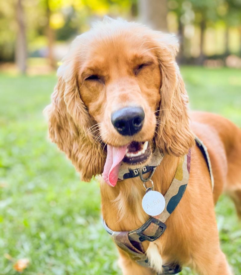 Cocker Spaniel