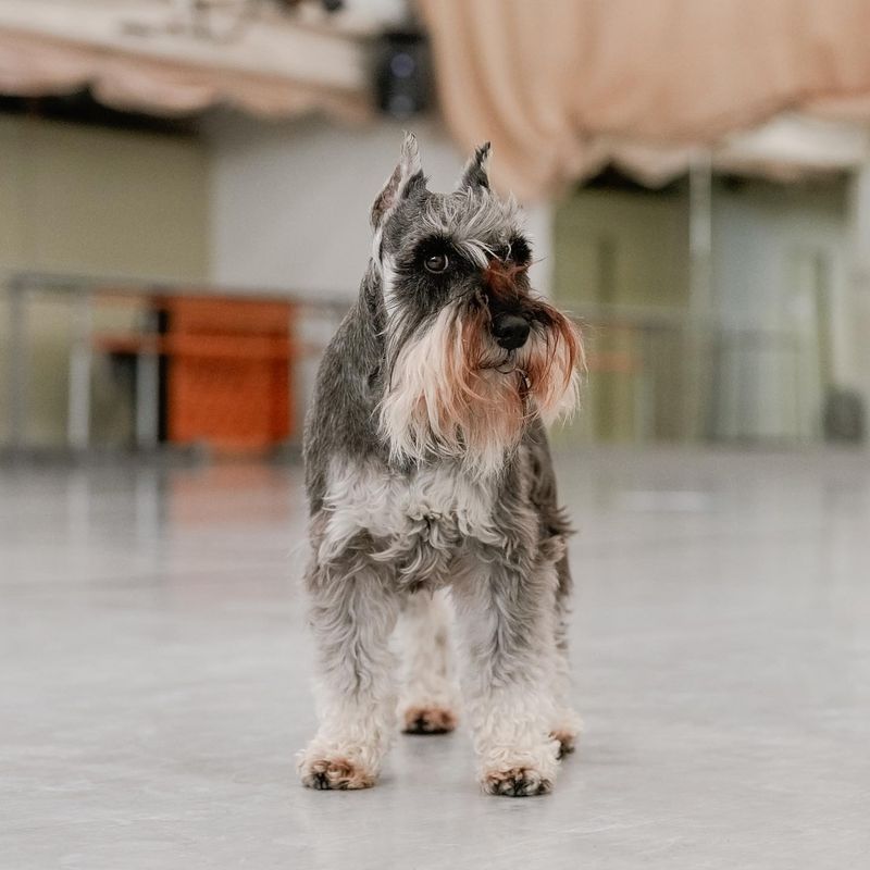 Miniature Schnauzer