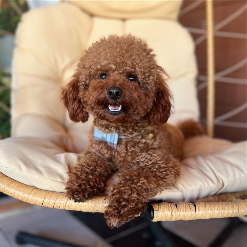 Poodle
