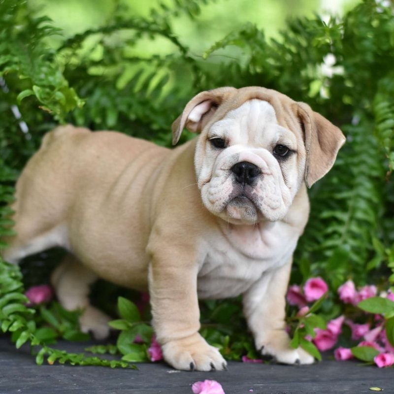Bulldog