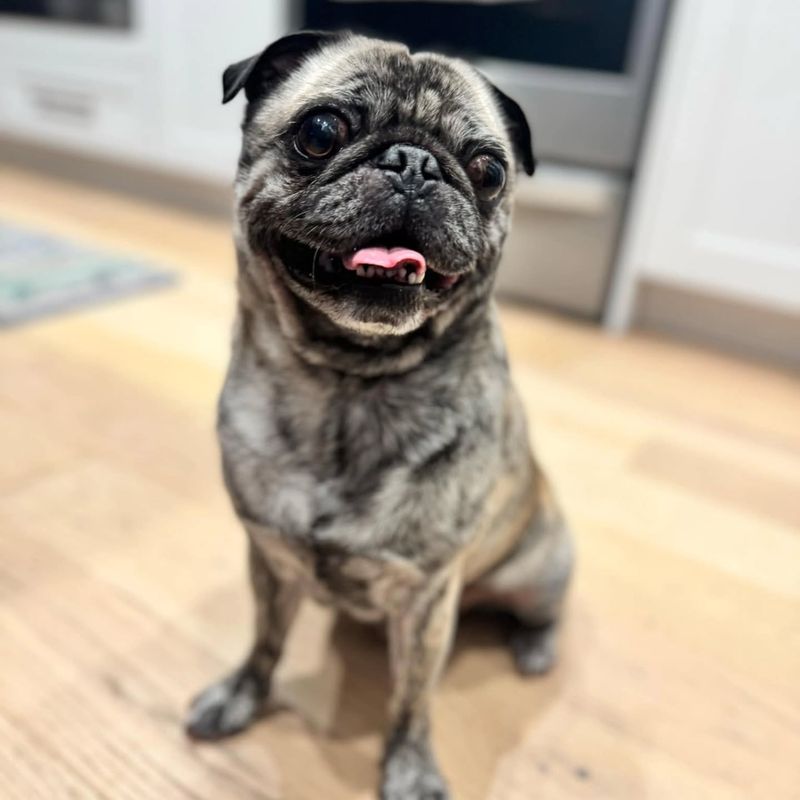 Pug