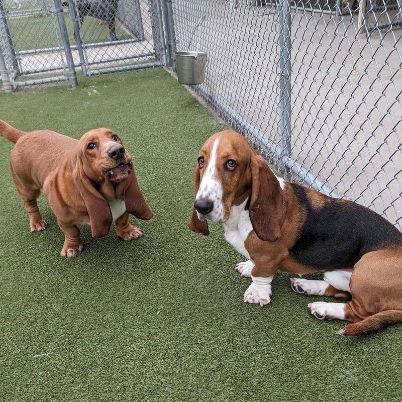Basset Hound