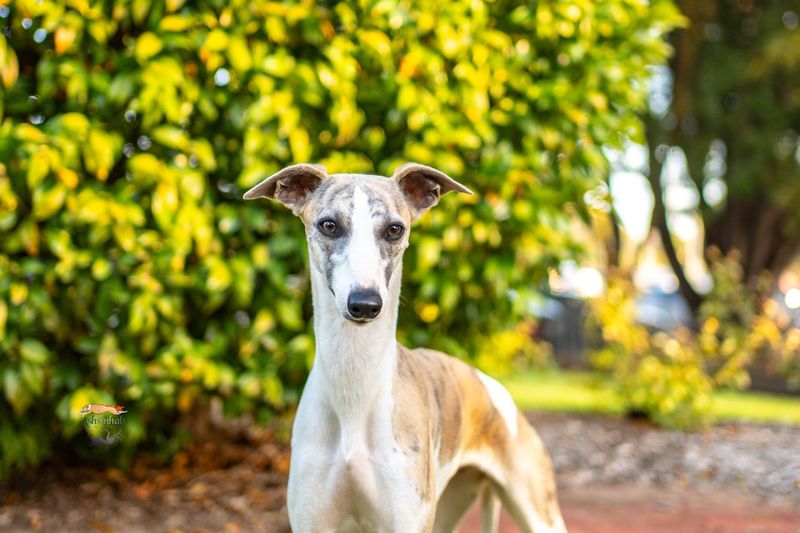 Whippet