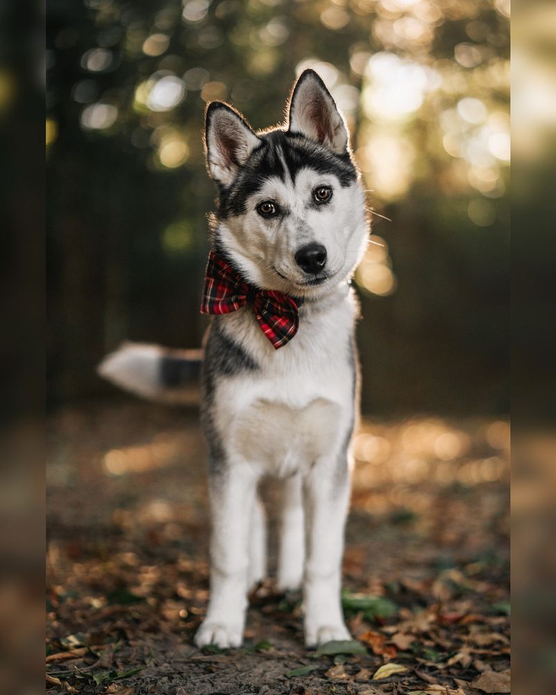 Siberian Husky