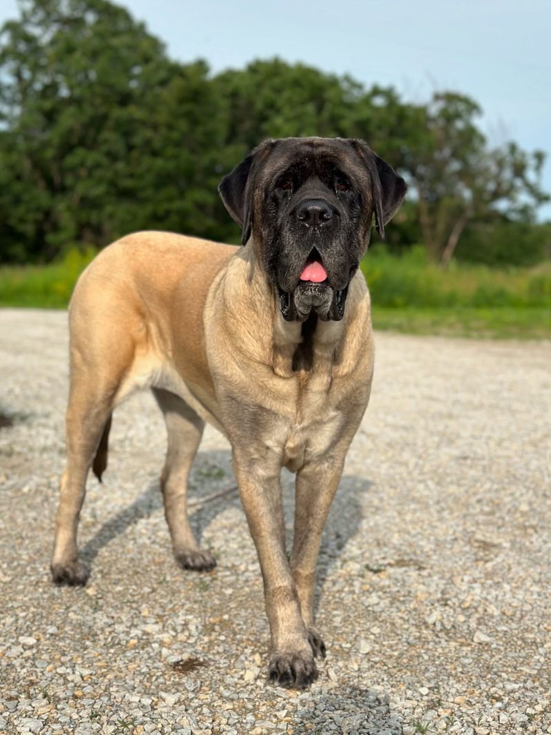 English Mastiff