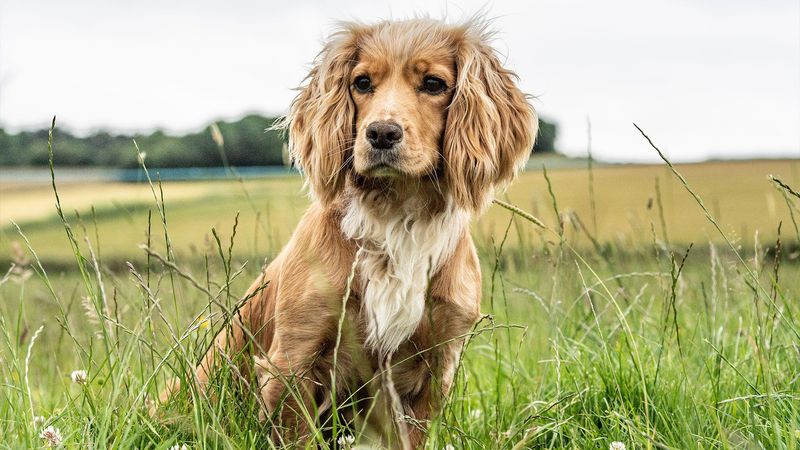 Cocker Spaniel