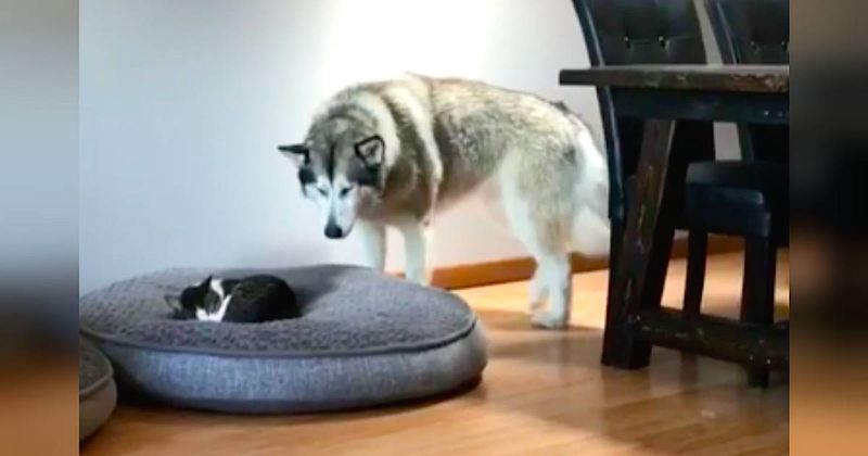 Alaskan Malamute