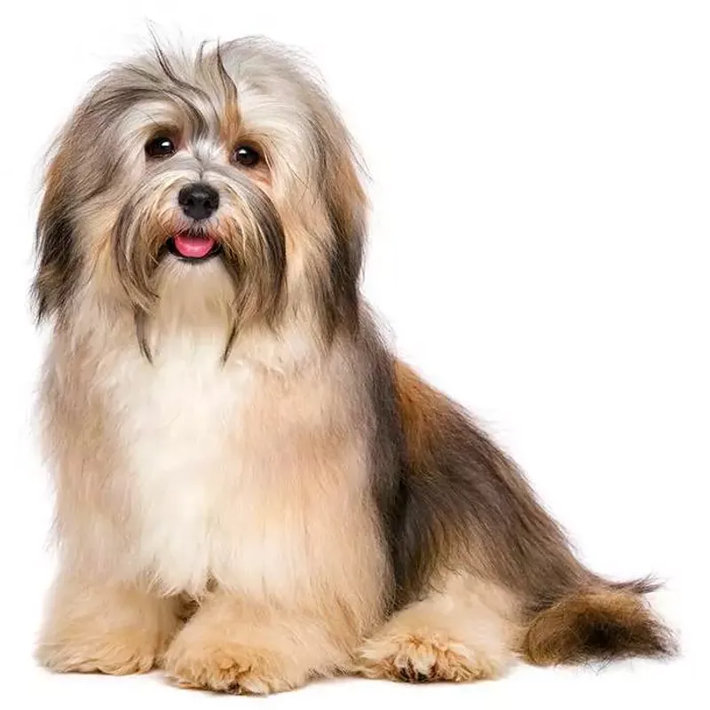 Havanese