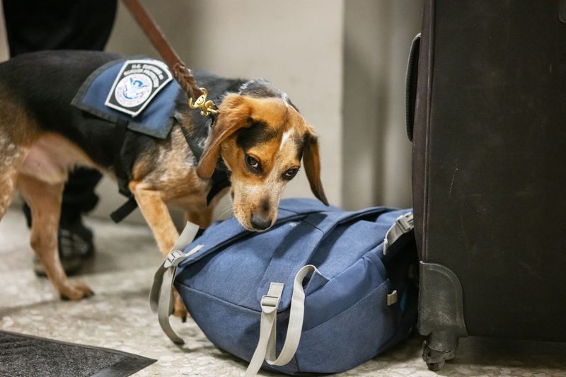 Beagles as Detection Dogs in Agriculture