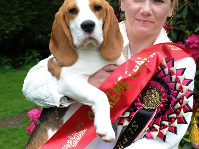 Beagles in Competitive Sports