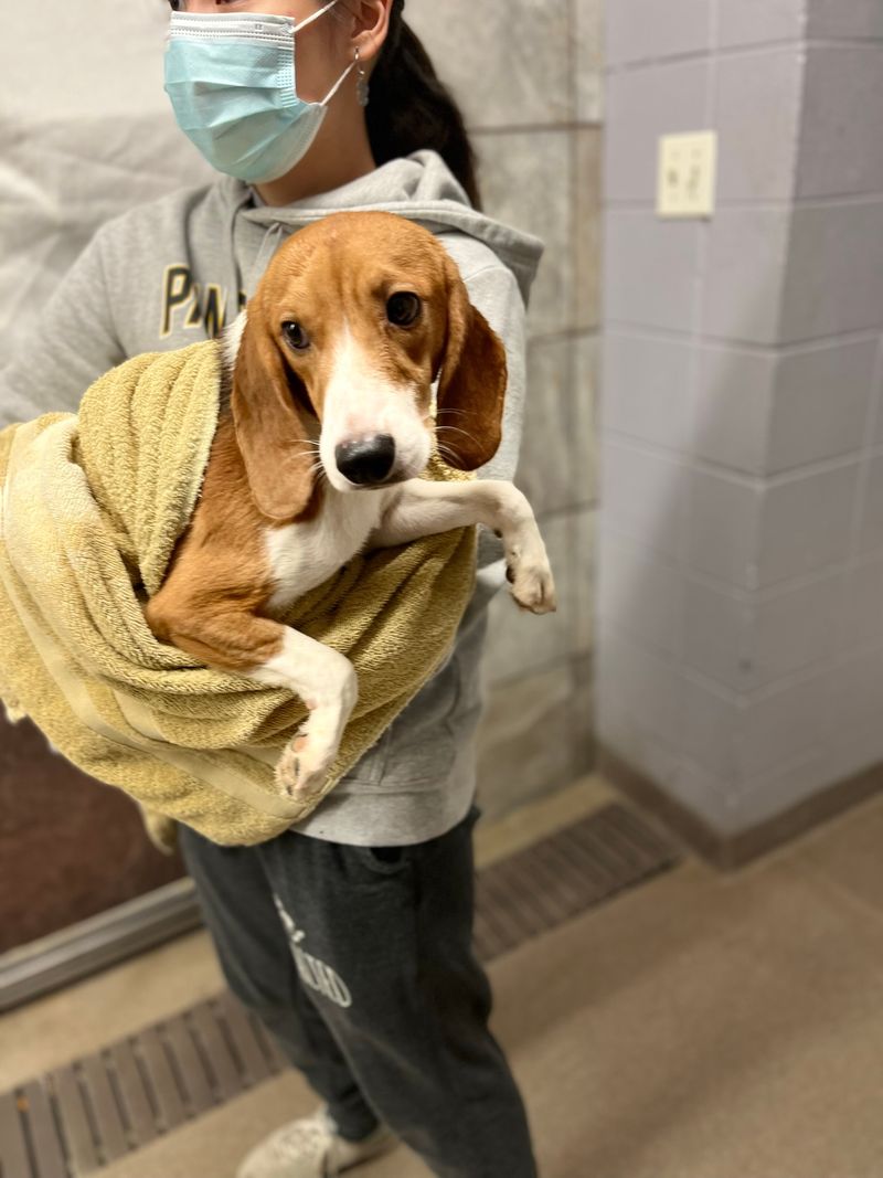 Beagles in Educational Programs