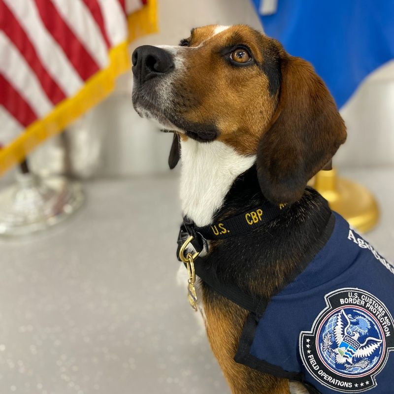Beagles in Law Enforcement