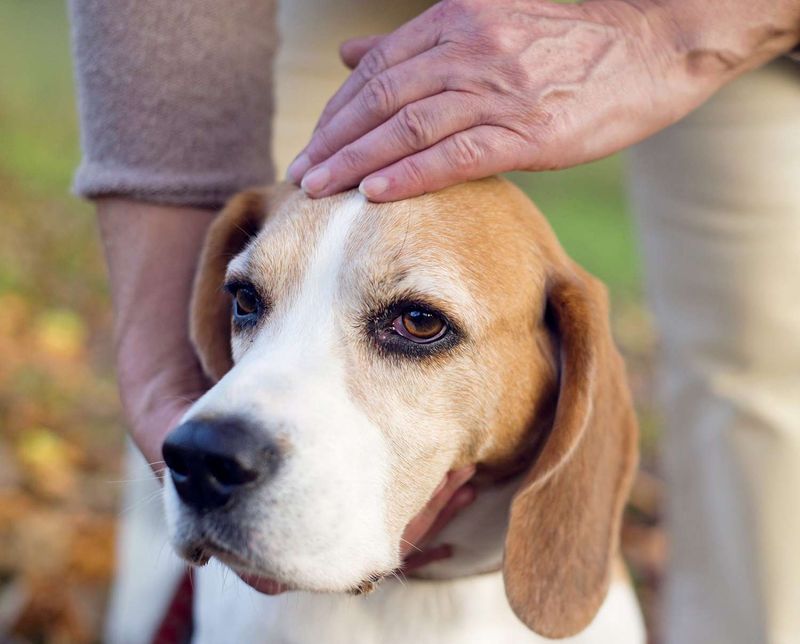 Beagles as Therapy Animals
