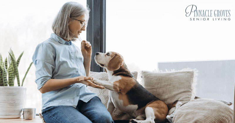 Beagles as Companions for the Elderly