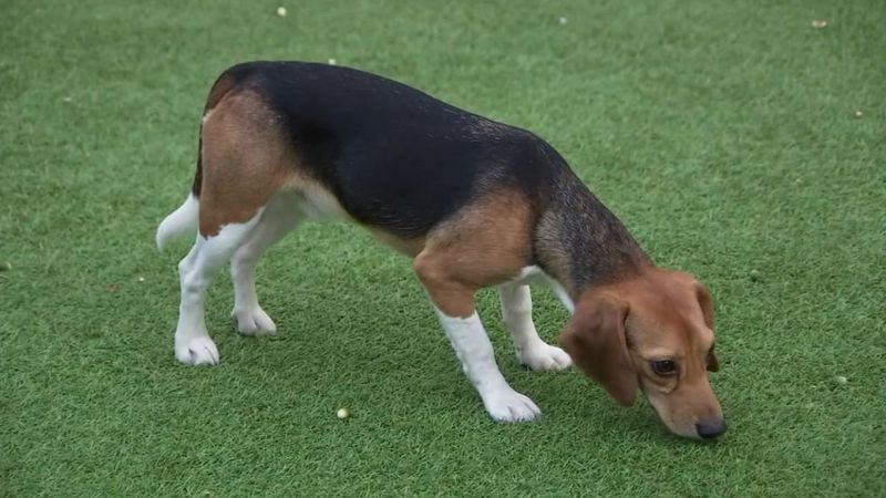 Beagles as Search and Rescue Dogs