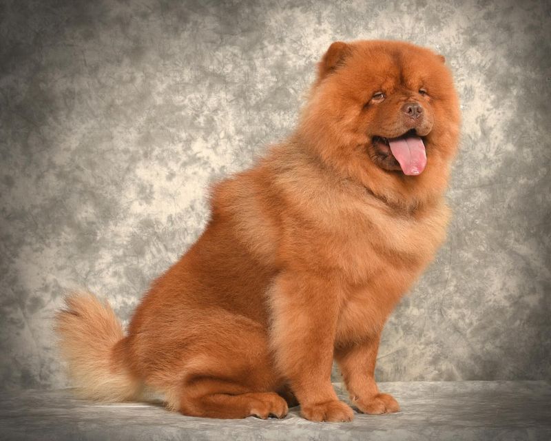 Chow Chow