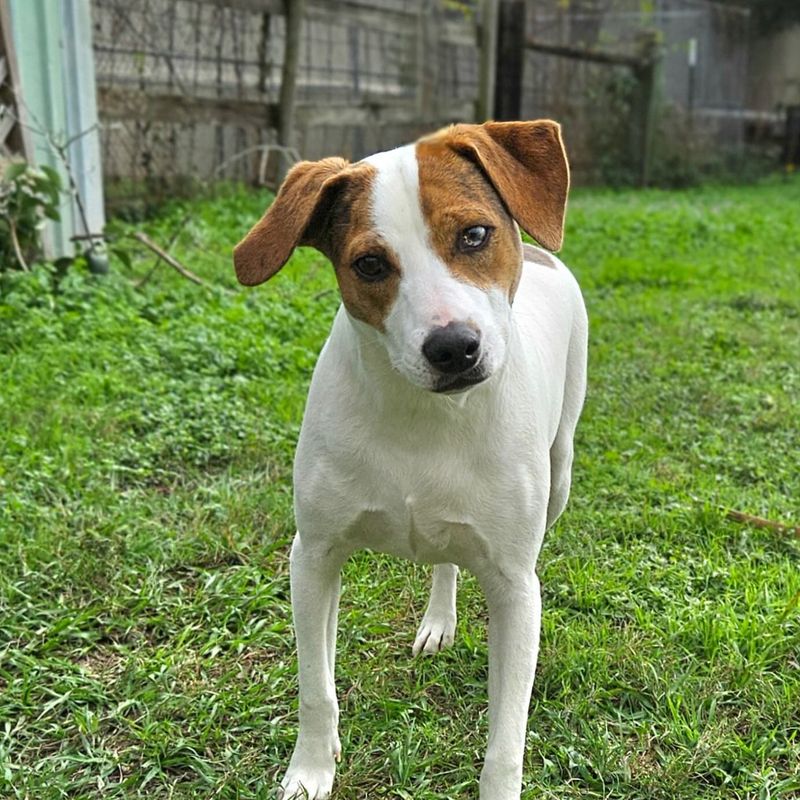 Jack Russell Terrier