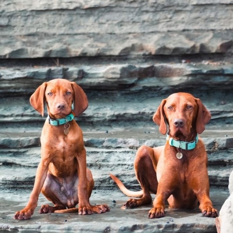 Vizsla