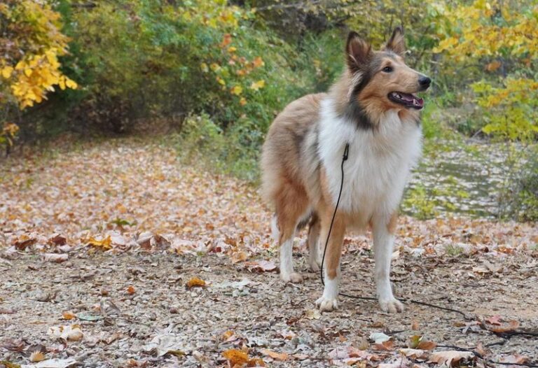 16 Ranch Dog Breeds Known for Their Grit and Loyalty - Epic dogs tales