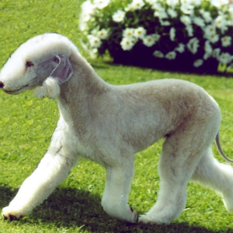 Bedlington Terrier