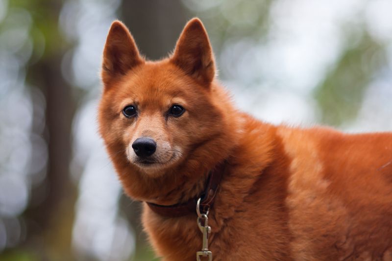 Finnish Spitz