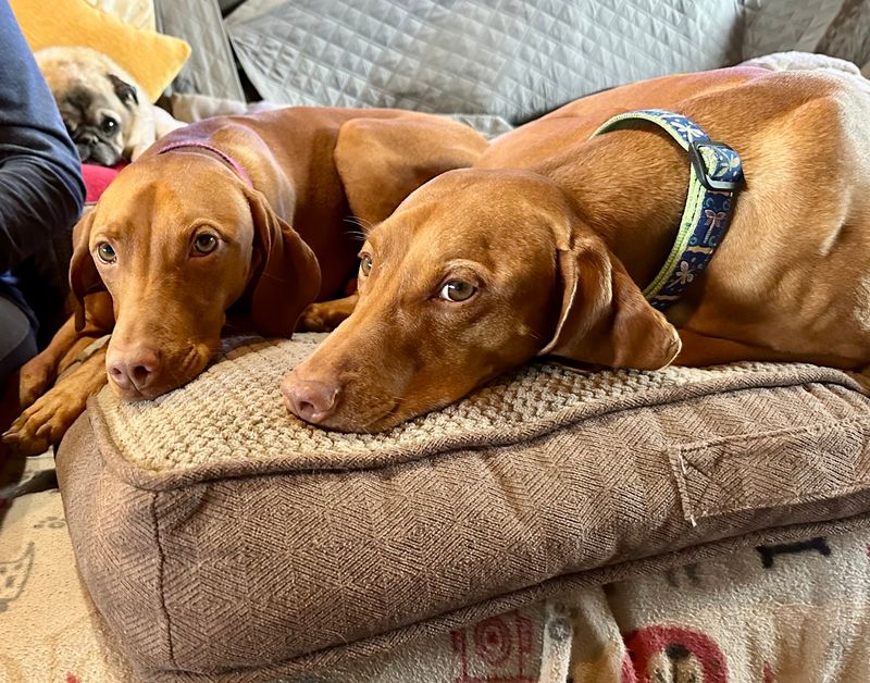 Vizsla
