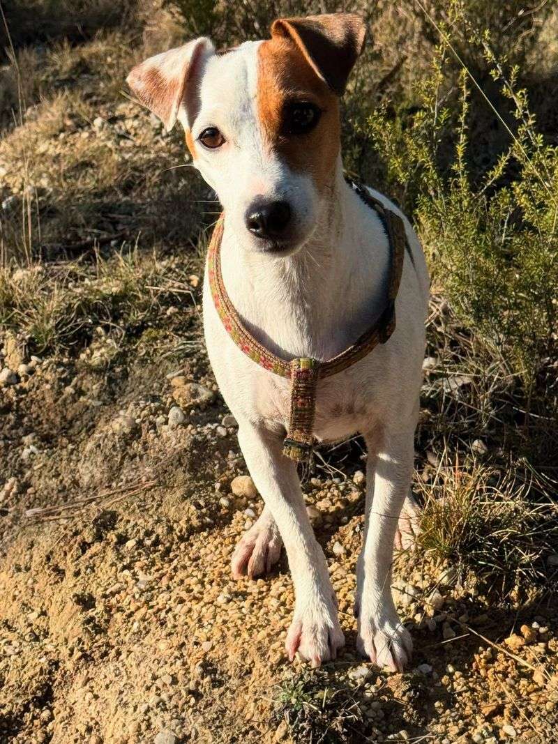 Jack Russell Terrier