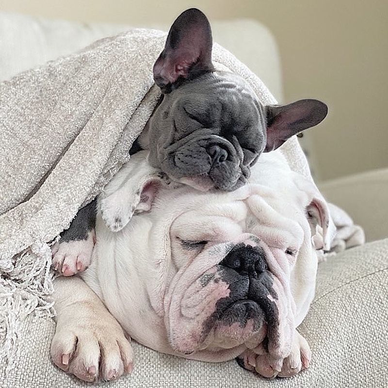 French Bulldog