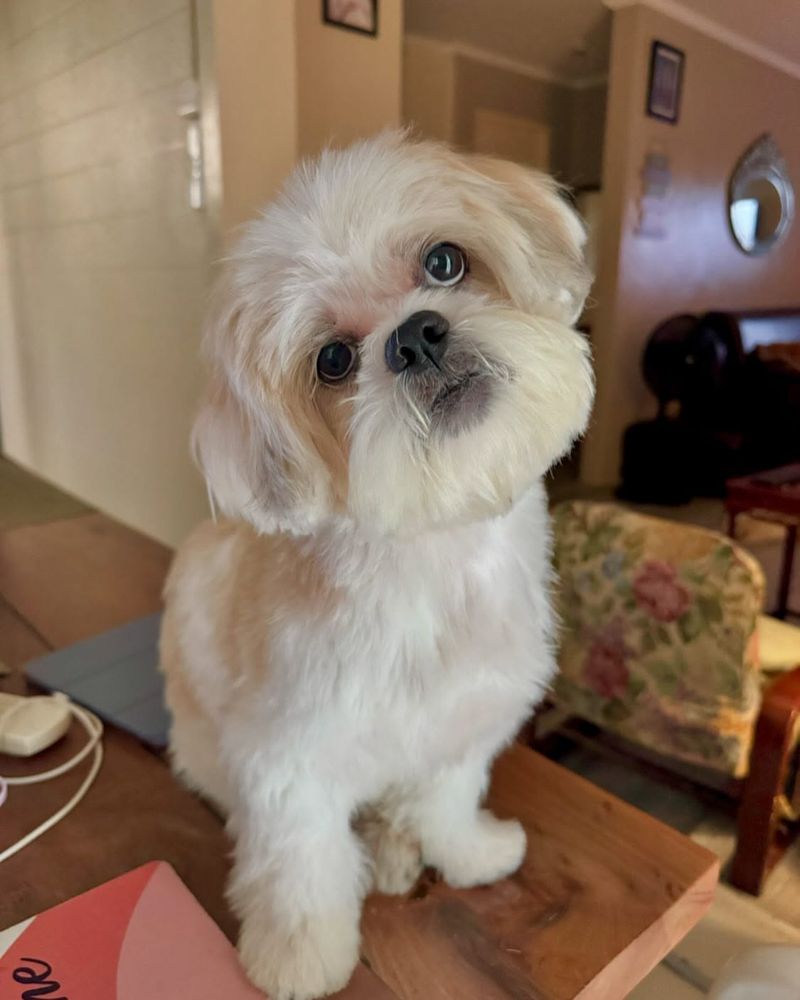 Shih Tzu