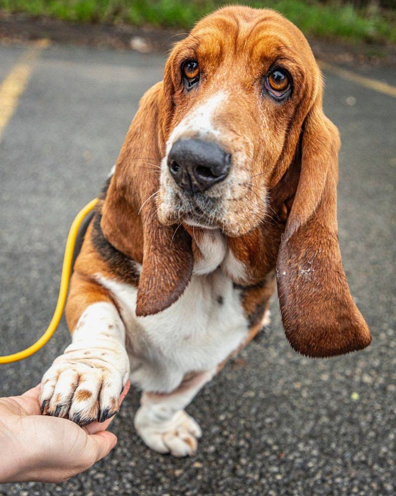 Basset Hound