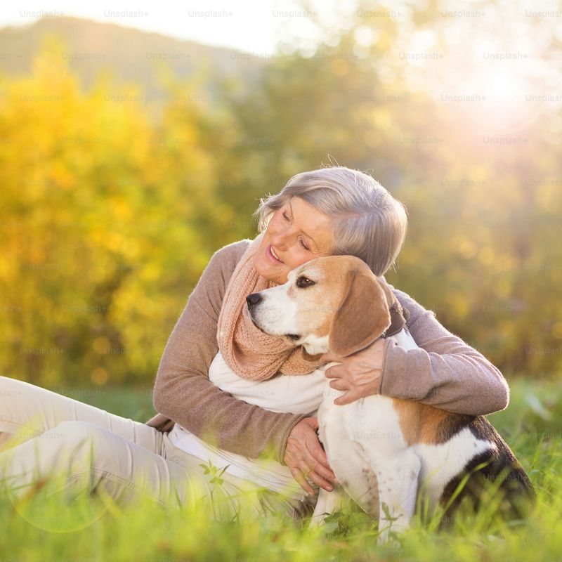 Beagle