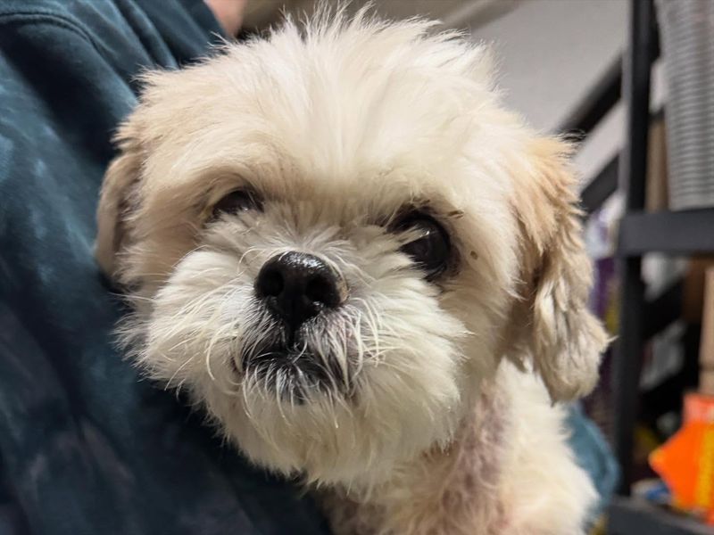 Shih Tzu