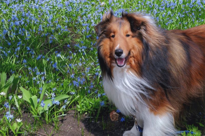 Sheltie (Shetland Sheepdog)