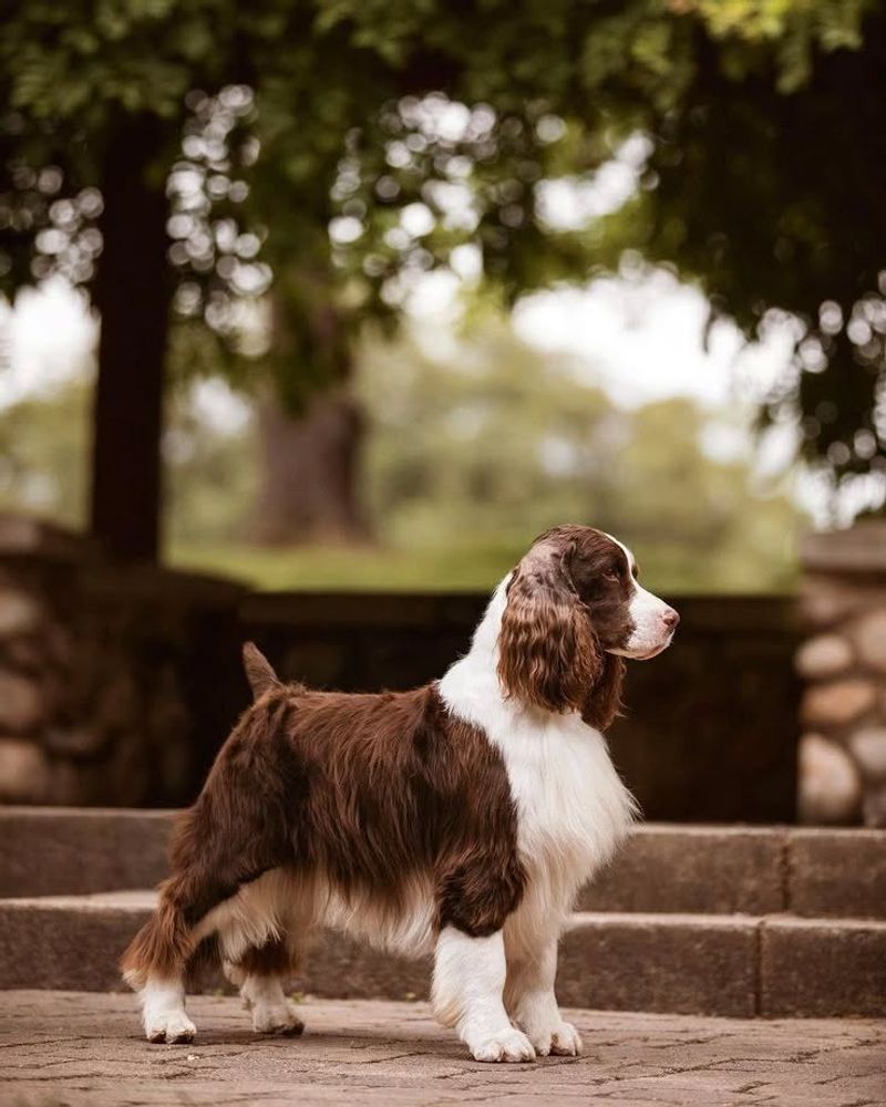 English Springer Spaniel