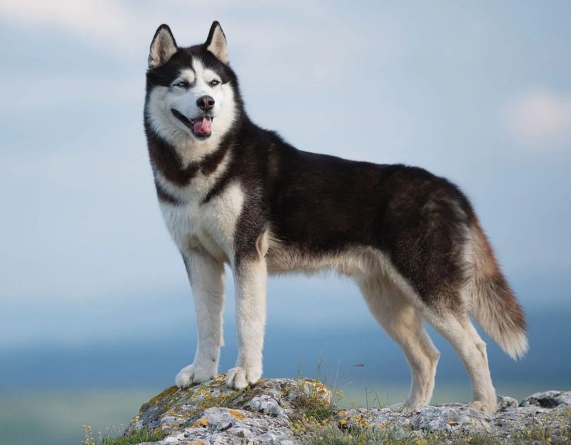 Siberian Husky