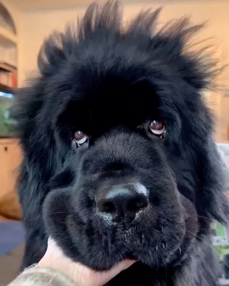 Newfoundland