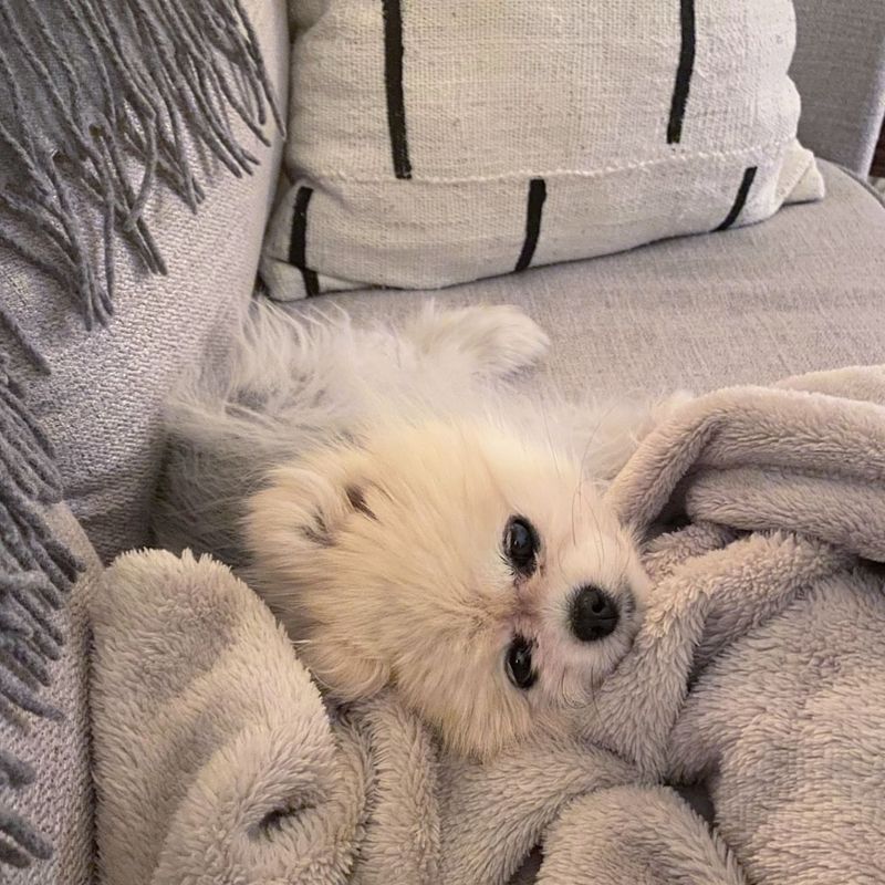 Pomeranian