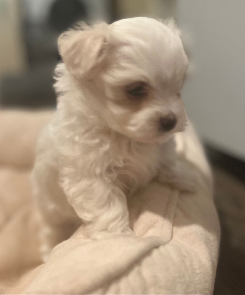 Maltese