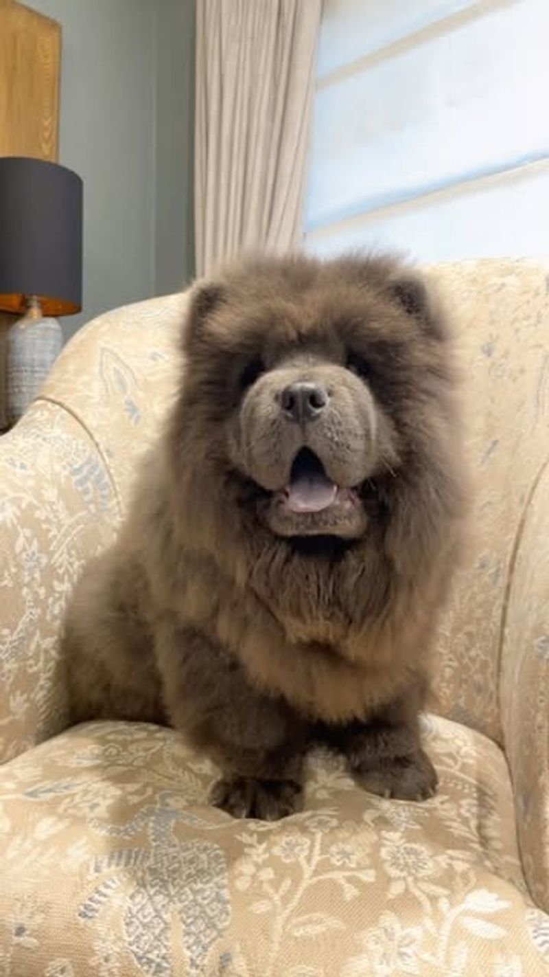 Chow Chow