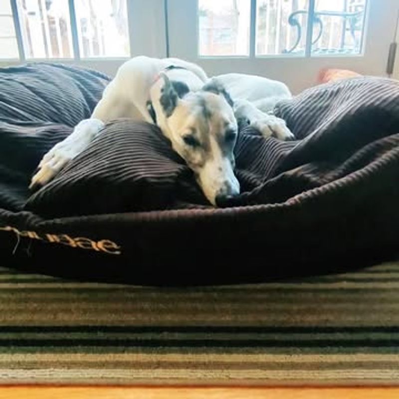 Greyhound