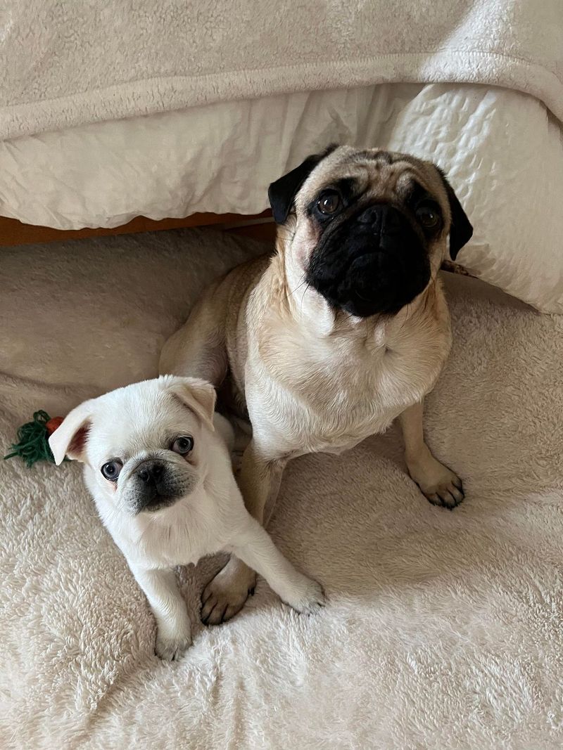 Pug