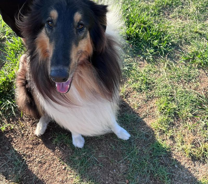 Collie